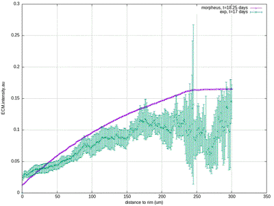 ECM density profile at day 17 obtained with the Morpheus model vs. experimental data (symbols), matching the upper-right panel in Fig.4a above.