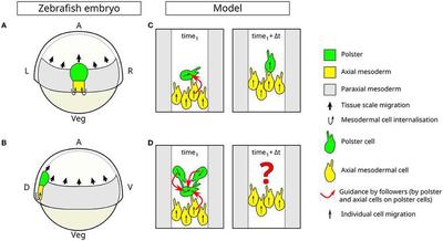 Figure 1: Collective cell migration due to guidance-by-followers during gastrulation in zebrafish. Schematic of the dorsal **(A)** and lateral **(B)** view of a zebrafish embryo during gastrulation, at 60% epiboly stage. The polster (green), the (posterior) axial mesoderm (yellow), and paraxial mesoderm (gray) are part of the inner layer of cells, and all move toward the animal pole of the embryo. Polster cells undergo a collective migration while axial mesoderm extends by the addition of new cells by internalization and by convergence and extension. These two tissues are made up of several layers of cells and constitute the body axis that elongates during gastrulation. The paraxial mesoderm is a flat monolayer of cells flanking the body axis, which also moves toward the animal pole. *A*, animal pole; *Veg*, vegetal pole; *R*, right; *L*, left, *D*, dorsal; *V*, ventral. **(C, D)** The schematic description of the cell migration model. In **(C)**, the direction of motion is transmitted from a moving cell to a polster cell (green) when it is hit by the moving cell (here, a yellow axial cell). When multiple cells interact simultaneously **(D)**, competing input signals need to be processed to determine the direction of motion of each cell. ([*CC BY 4.0*](https://creativecommons.org/licenses/by/4.0/): [**Müller _et al._**](#reference), [Fig. 1](https://www.frontiersin.org/articles/10.3389/fams.2023.1163583/full#F1))