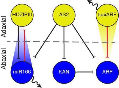 Figure 1. A six-component Gene Regulatory Network (GRN) propagates ad-ab leaf polarity in the growing primordium.. GRN proposed to propagate ad-ab polarity in the growing primordium, with previously established direct regulatory interactions indicated. Yellow nodes, top determinants; blue nodes, bottom determinants; red edges, interactions defined a priori in the theoretical analysis; serpentine arrows, mobility; dissolving triangles, miR166 and tasiARF gradients.