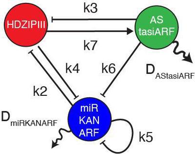 Figure 2. The Leaf Polarity Model (LPM) is the only 3-component network topology compatible with Turing dynamics and imposed biological constraints.