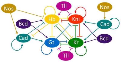 Interaction network of the gap genes and maternal effect genes. (© [Regueira *et al.*, 2019](#reference), Fig. 4A)