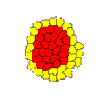 Differential Adhesion: Cell Sorting in Two Dimensions