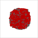 Human iPSC ROCK1-KD : Wildtype Colony Patterning