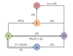 Viral dynamics in monkey and bat cell lines