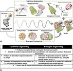 Perspective: The promise of multi-cellular engineered living systems